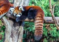 Red Panda (Ailurus fulgens) in the Himalayan Forests Royalty Free Stock Photo