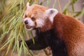 a red panda walking along a bamboo tree branch, looking straight ahead Royalty Free Stock Photo