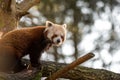 Adorable red panda perched on a tree.