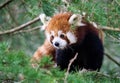 Adorable red panda perched in a tree.