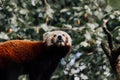 Adorable red panda perched on a tree branch in a lush forest setting