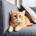 adorable red Scottish Fold cat with orange eyes lying on grey textile sofa at home - soft, fluffy, purebred charm Royalty Free Stock Photo