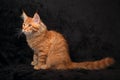 Adorable red solid maine coon kitten profile sitting with long t