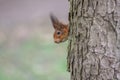Adorable red squirrel perched atop a brown tree trunk, peering out curiously with its big black eyes