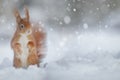 Adorable red squirrel in winter snow Royalty Free Stock Photo