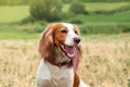 An adorable red and white Russian spaniel dog walks out of town in a field. The dogs look at the owner. Hunting dog. Royalty Free Stock Photo