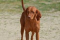 Adorable Redbone Coonhound Standing Alone