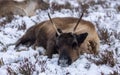 Adorable reindeer in snow-covered field in the Cairngorms, Scotland on a foggy day