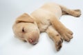 Adorable resting labrador cub