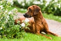 Adorable Rhodesian Ridgeback dog lying in flowers Royalty Free Stock Photo