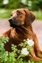 Adorable Rhodesian Ridgeback dog portrait in flowers Royalty Free Stock Photo