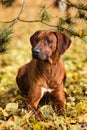 Rhodesian Ridgeback portrait in autumn nature scene Royalty Free Stock Photo