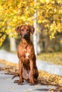 Adorable Rhodesian Ridgeback portrait in autumn nature scene Royalty Free Stock Photo