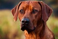 Adorable Rhodesian Ridgeback Royalty Free Stock Photo