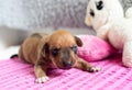 adorable Rhodesian Ridgeback whelp try to walk at first time