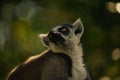 a cute little ring - tailed lemur sits on a persons hand Royalty Free Stock Photo
