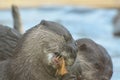 Adorable River Otter Earing a Snack with a Friend