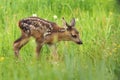 Adorable  roe deer fawn Capreolus capreolus Royalty Free Stock Photo