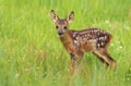 Adorable  roe deer fawn Capreolus capreolus Royalty Free Stock Photo