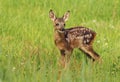 Adorable  roe deer fawn Capreolus capreolus Royalty Free Stock Photo