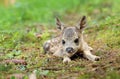 Adorable roe deer fawn in forest Royalty Free Stock Photo