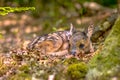 Adorable roe deer fawn in forest Royalty Free Stock Photo