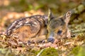 Adorable roe deer fawn in forest Royalty Free Stock Photo