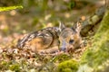 Adorable roe deer fawn in forest Royalty Free Stock Photo