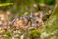 Adorable roe deer fawn in forest Royalty Free Stock Photo