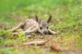 Adorable roe deer fawn in forest Royalty Free Stock Photo