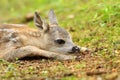 Adorable roe deer fawn in forest Royalty Free Stock Photo