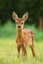 Adorable roe deer fawn Royalty Free Stock Photo