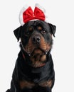 adorable rottweiler dog with christmas headband looking forward