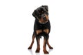 Adorable rottweiler dog with collar looking away and standing