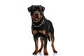 Adorable rottweiler dog wearing collar, sticking out tongue and panting