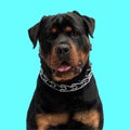 adorable rottweiler dog wearing silver collar and sticking out tongue