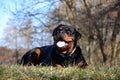 Adorable Rottweiler lying on the green grass in a park