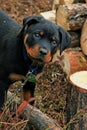 Adorable Rottweiler Puppy