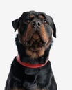 adorable rottweiler puppy with big eyes and red collar looking up