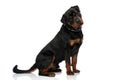 Adorable rottweiler puppy with collar looking cute and sitting