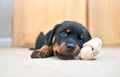Adorable Rottweiler puppy looking up while chewing on white toy on the carpet