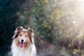 Adorable rough collie portrait Royalty Free Stock Photo