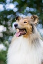 Cute rough collie portrait Royalty Free Stock Photo