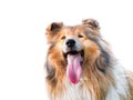 Adorable rough collie portrait with white background Royalty Free Stock Photo