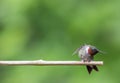 Adorable Ruby-Throated Hummingbird male perched on bamboo Royalty Free Stock Photo