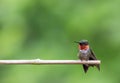 Adorable Ruby-Throated Hummingbird male perched on bamboo Royalty Free Stock Photo