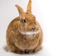 Cute rufus bunny rabbit makes funny facial expressions on white background