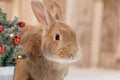 Rufus Rabbit looks cute next to small decorated Christmas tree