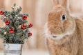 Small decorated Christmas tree with adorable Rufus Rabbit making cute facial expressions, selective focus