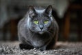 Adorable Russian Blue purebreed cat laying on carpet